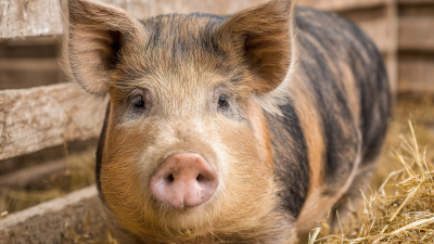 Top Strategies for Choosing the Best Pig Pen Disinfectant for Your Farm