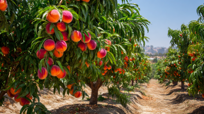 Understanding the Best Peach Post Fence Production Standards and How to Choose the Right One for Your Needs