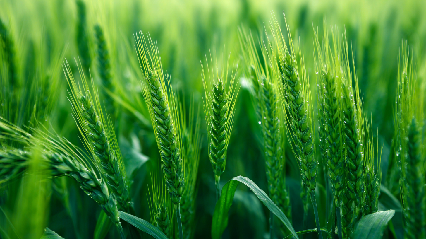 2025 Trends in Agritech: How Best Water Soluble Nitrogen Rich Fertilizers Can Boost Crop Yields by 30%