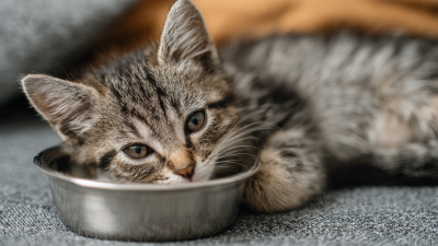 10 Reasons Best Wet Canned Cat Food Is Essential for Your Feline's Health