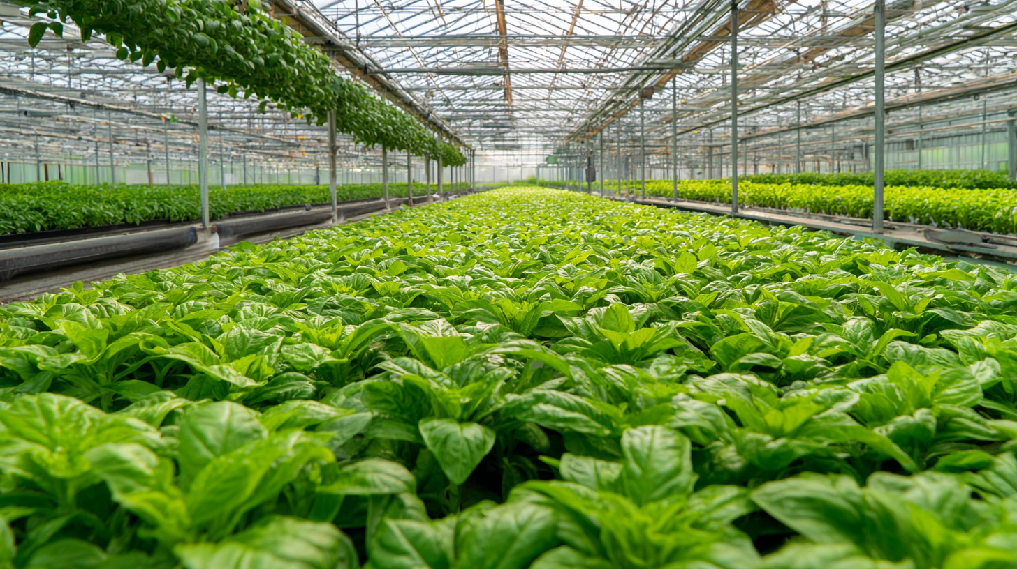 Essential Checklist for Sourcing the Best Hydroponics Greenhouse for Your Business