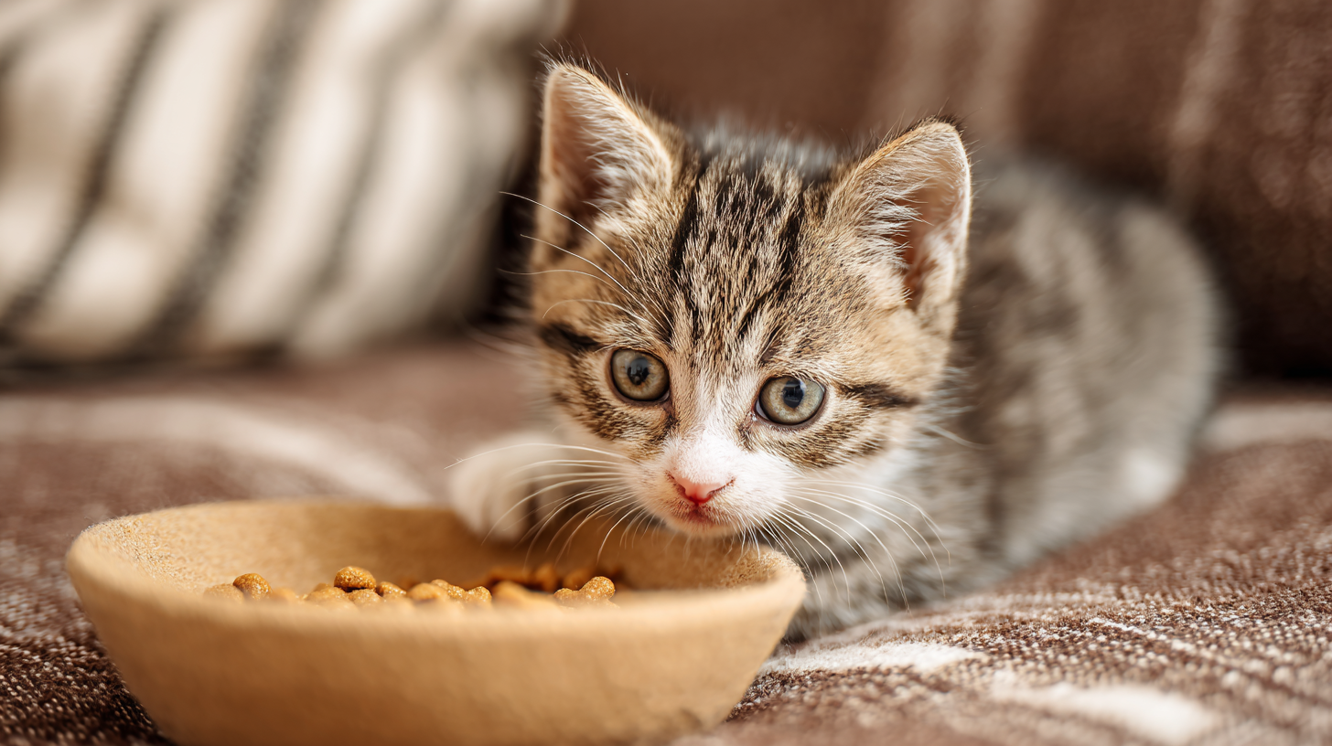 The Ultimate Guide to Choosing the Best Wet Cat Food for Your Growing Kittens