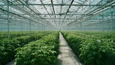 Unleashing Global Excellence with China's Finest Vegetable Greenhouses
