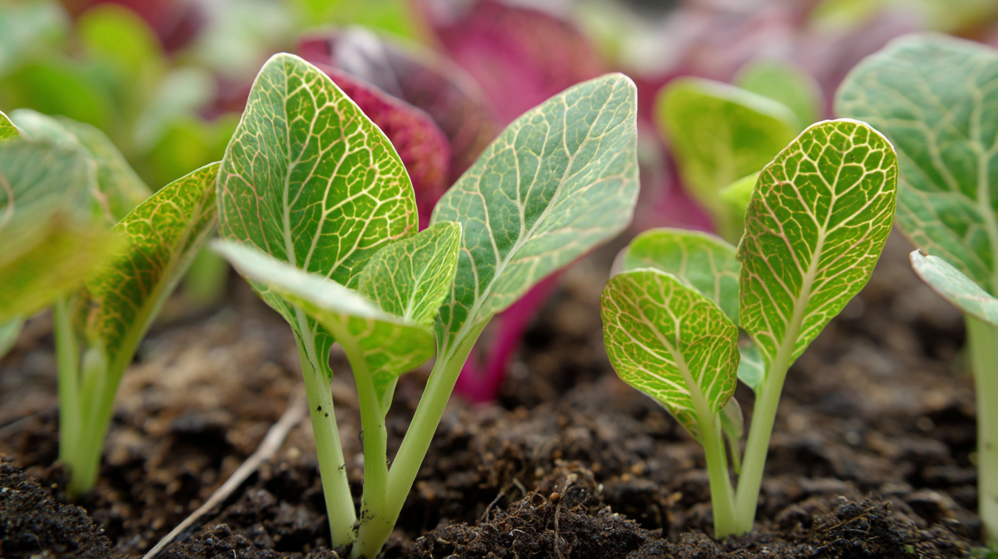 Unlocking the Advantages of Using Best Potassium Nitrate Fertilizer for Superior Plant Growth