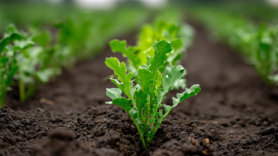 Unlocking the Advantages of Using Best Potassium Nitrate Fertilizer for Superior Plant Growth