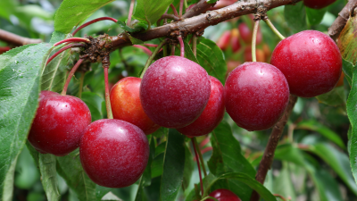 7 Effective Tips for Choosing Water Soluble Fruit Tree Fertilizer Worldwide