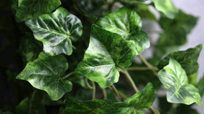 Understanding the Charm: What Makes Artificial Ivy Leaves a Must-Have in Decoration?