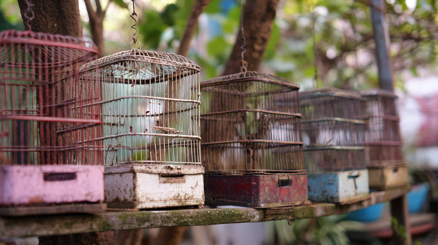 How to Effectively Use Bird Cages Trap for Pest Control Solutions