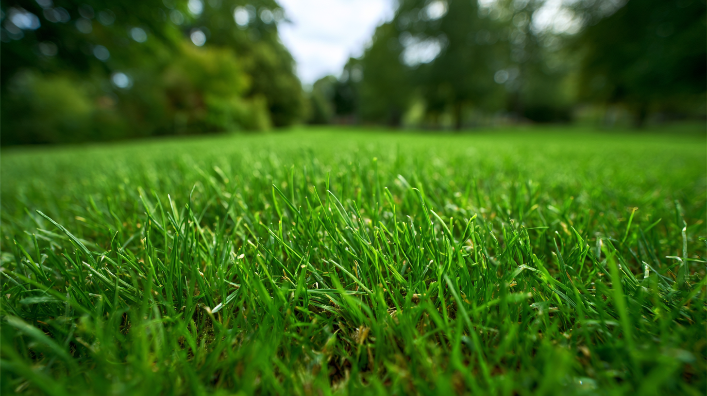 What Makes Grass Fertilizer Essential for a Healthy Lawn