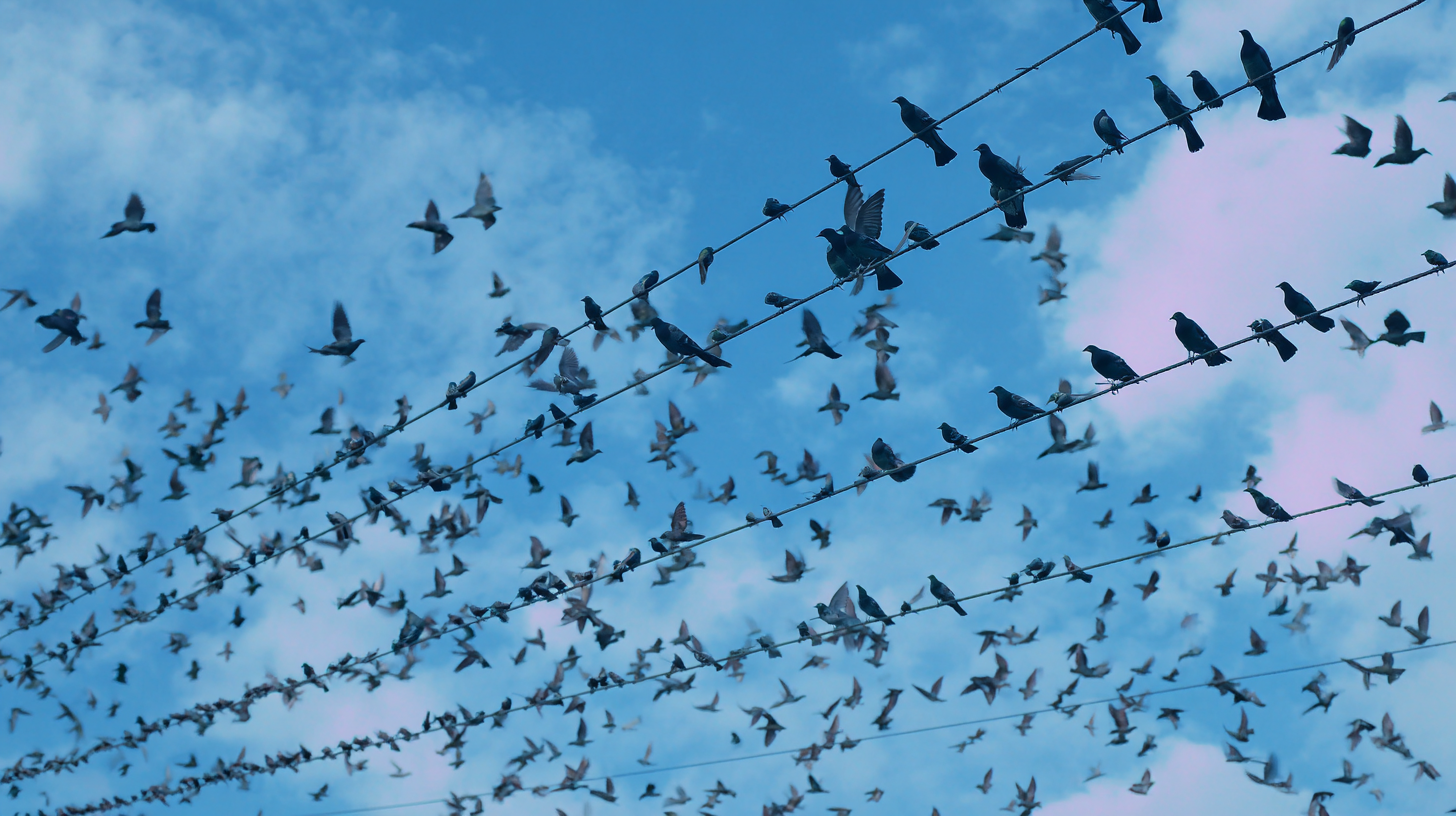 How to Effectively Install Bird Repellent Spikes for Maximum Results