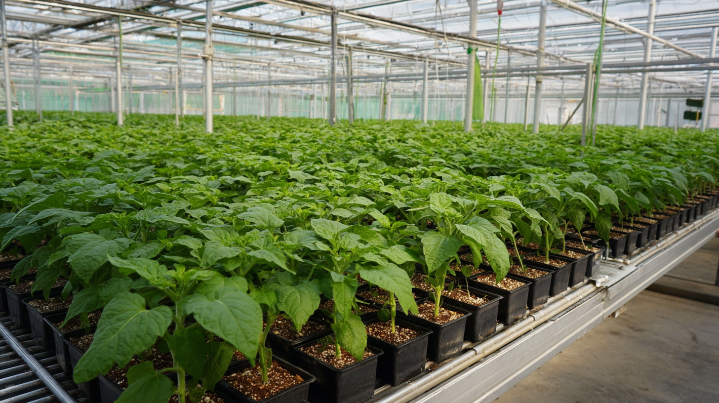 How to Maximize Your Yield in a Commercial Greenhouse Setup