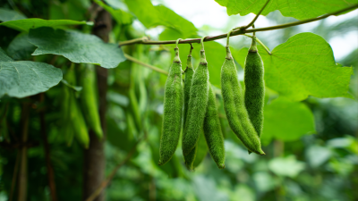 How to Utilize Pueraria Lobata Extract for Enhanced Wellness and Nutritional Benefits