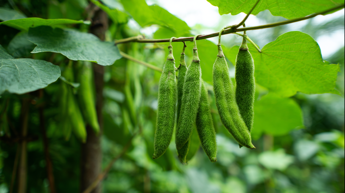 How to Utilize Pueraria Lobata Extract for Enhanced Wellness and Nutritional Benefits