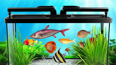 How to Choose the Perfect Transparent Fish Tank Screen for Your Aquarium