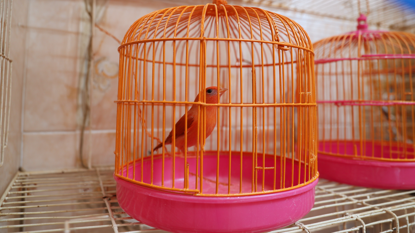 How to Effectively Use Bird Cages Trap for Safe Catching and Rehabilitation