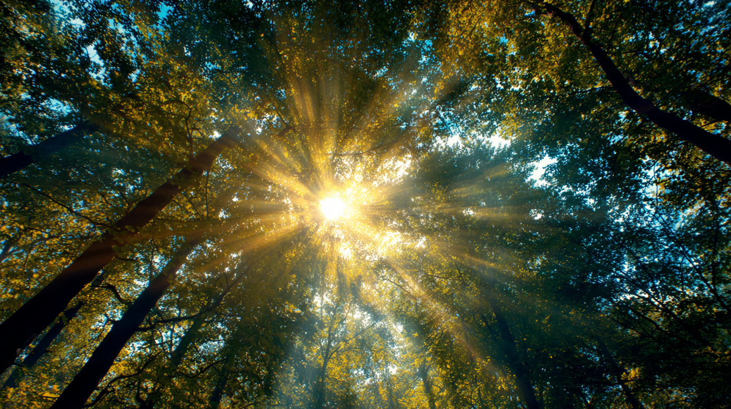 What is the Impact of Sun Light on Our Daily Lives