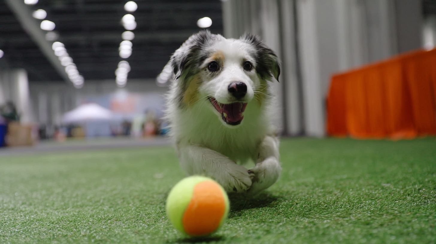 Revolutionizing Pet Playtime with Automatic Ball Throwers at the 2025 China Import and Export Fair