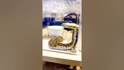 AI Coffee Robots Revolutionizing the Coffee Culture in Turkey