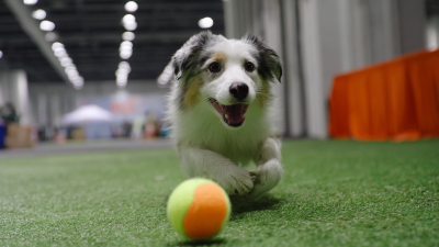 Revolutionizing Pet Playtime with Automatic Ball Throwers at the 2025 China Import and Export Fair