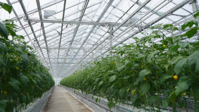 Unveiling Market Trends for Multi-Span Greenhouses at 2025 China Import and Export Fair
