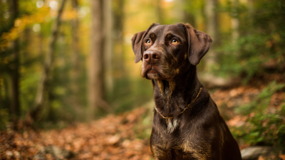 Discover the Benefits of Nutrish Peak Dog Food for Your Canine Companion