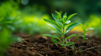 Unlocking Plant Growth Secrets with High Nitrogen Fertilizer Use in Modern Agriculture