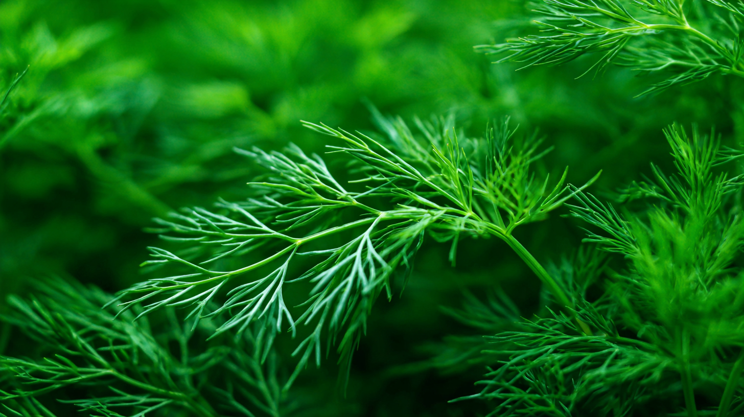 Discover the Health Benefits of Dill Air for Enhanced Wellbeing