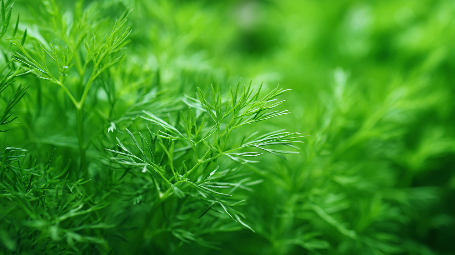 Discover the Health Benefits of Dill Air for Enhanced Wellbeing
