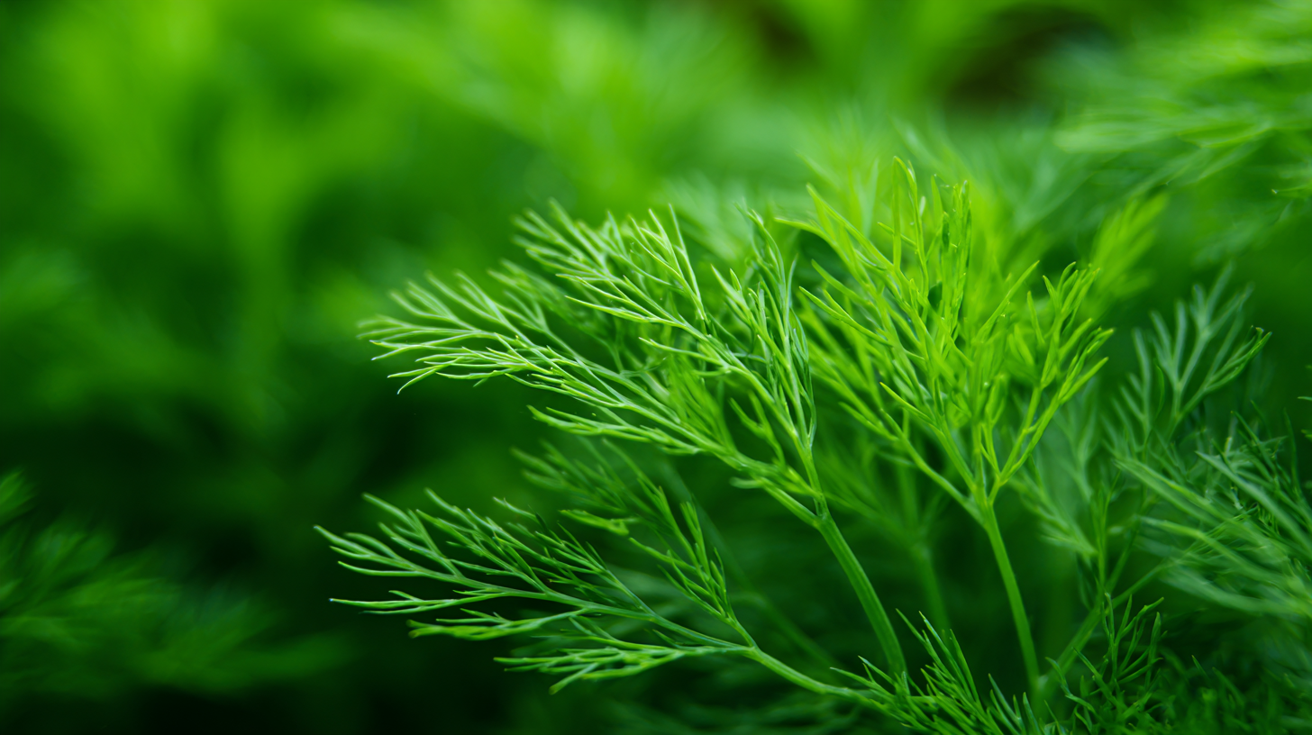 Discover the Health Benefits of Dill Air for Enhanced Wellbeing