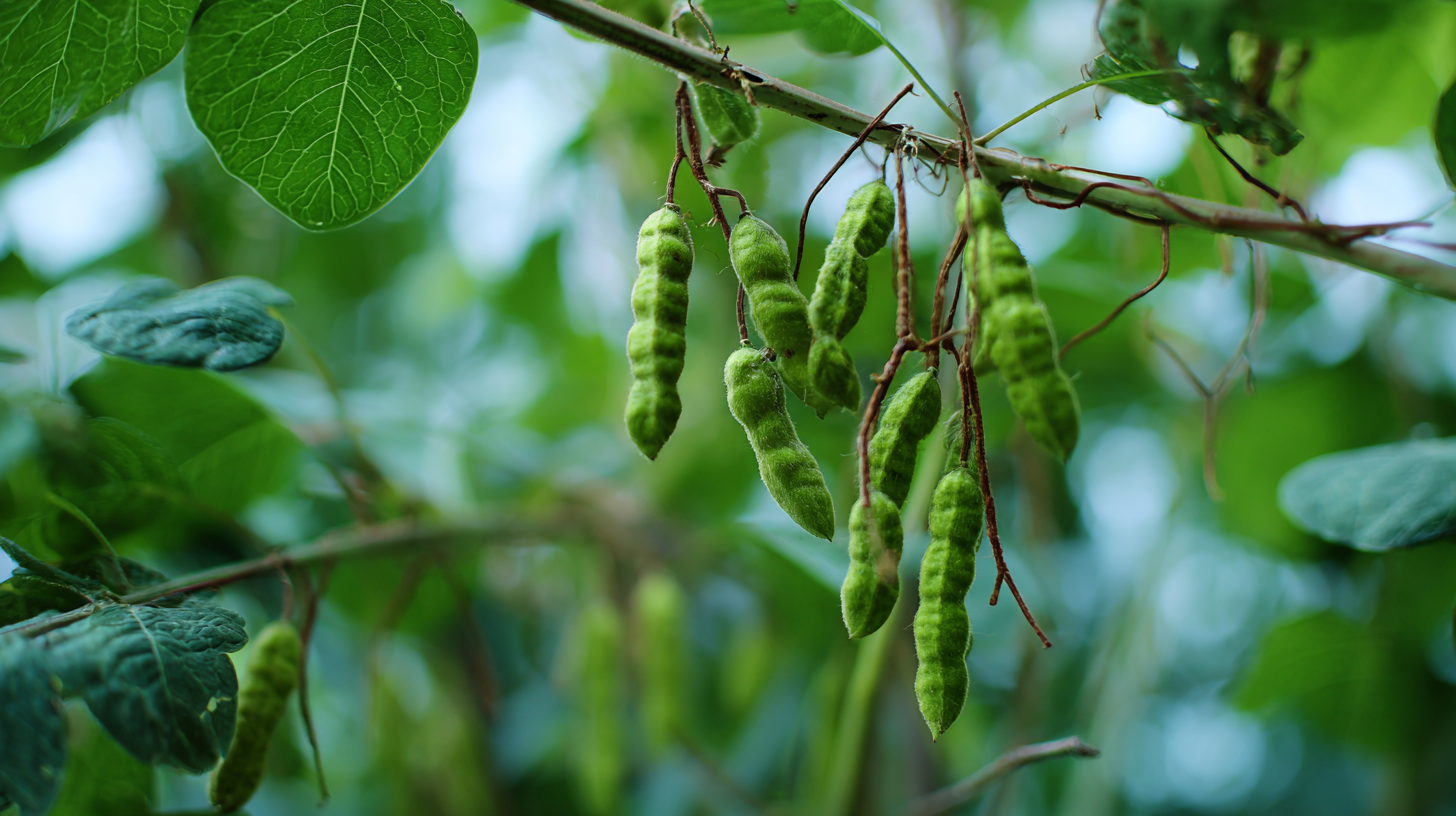 The Surprising Health Benefits of Refined Locust Bean Gum You Did Not Know