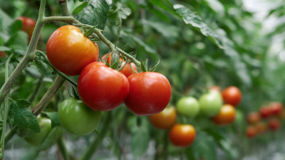 Unlocking Tomato Growth: The Science Behind Calcium Nitrate for Maximum Yield