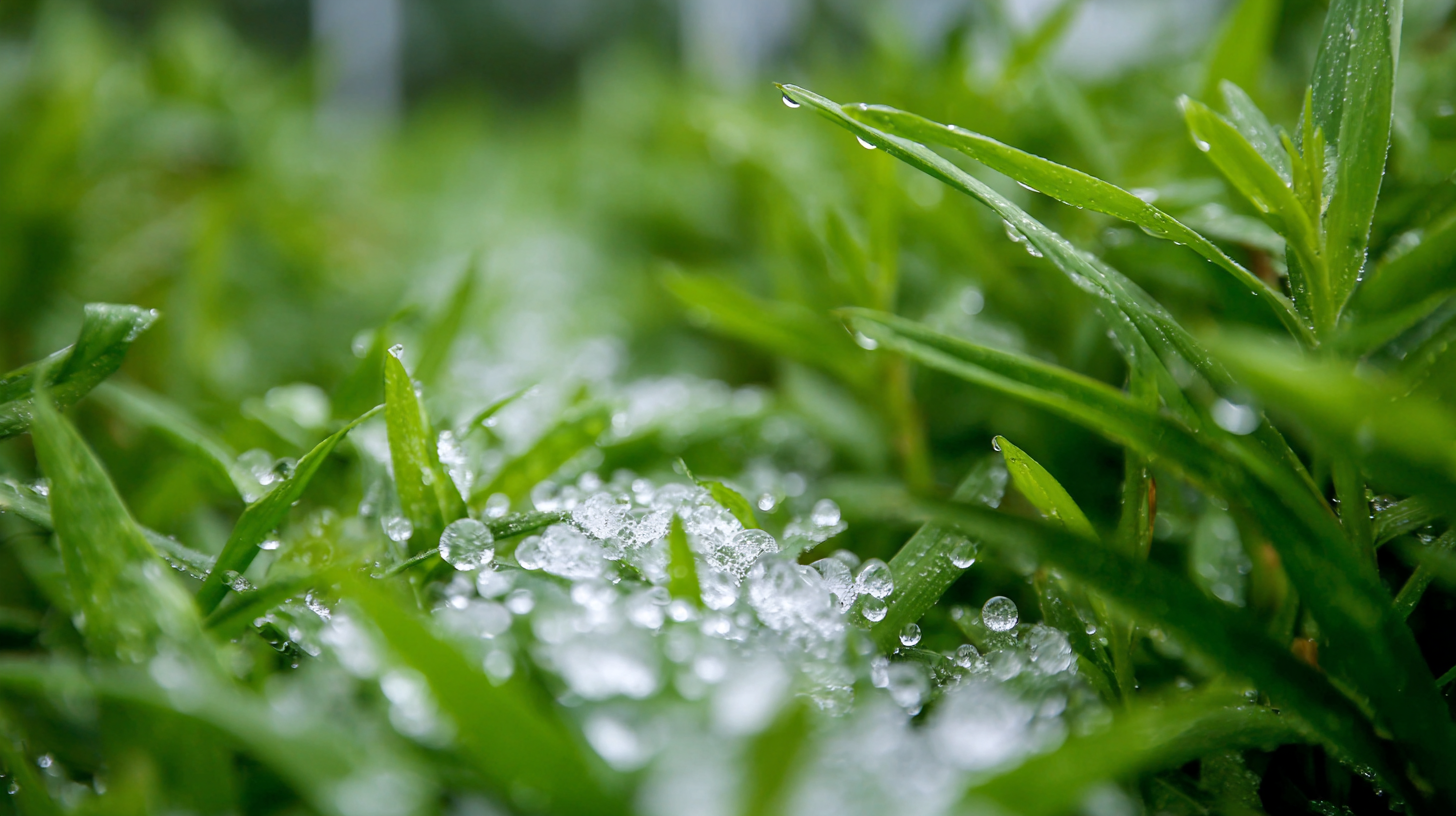 Discover the Benefits of Water Soluble Organic Nitrogen Fertilizer for Sustainable Gardening