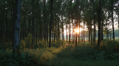 Understanding Ansi A92 Mewp Standards for Safer Worksite Practices