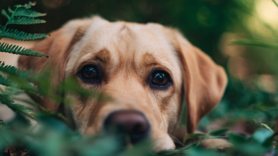 Top 10 Reasons Why Nutrish Dog Food is the Best Choice for Your Pet