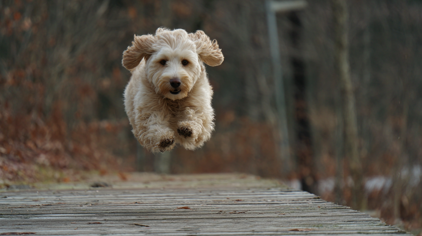 Why You Should Choose a Dog Launcher for Ultimate Outdoor Fun and Exercise