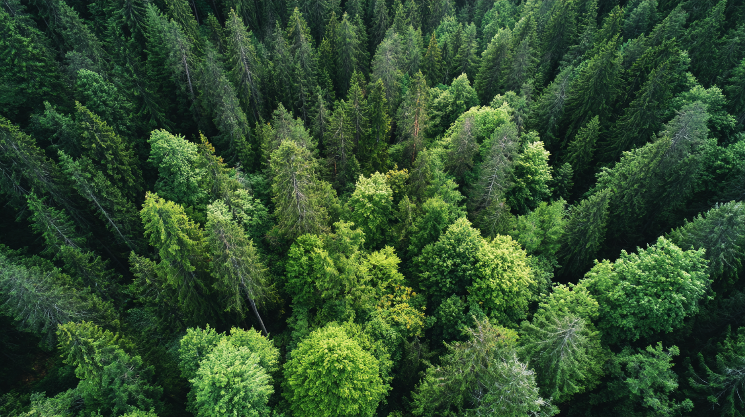 10 Effective Tips for Reducing Carbon Footprint in Your Daily Life