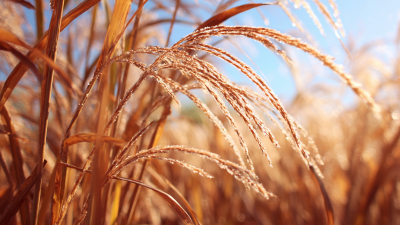 Top 10 Natural Energy Shots That Boost Your Energy and Focus Effectively