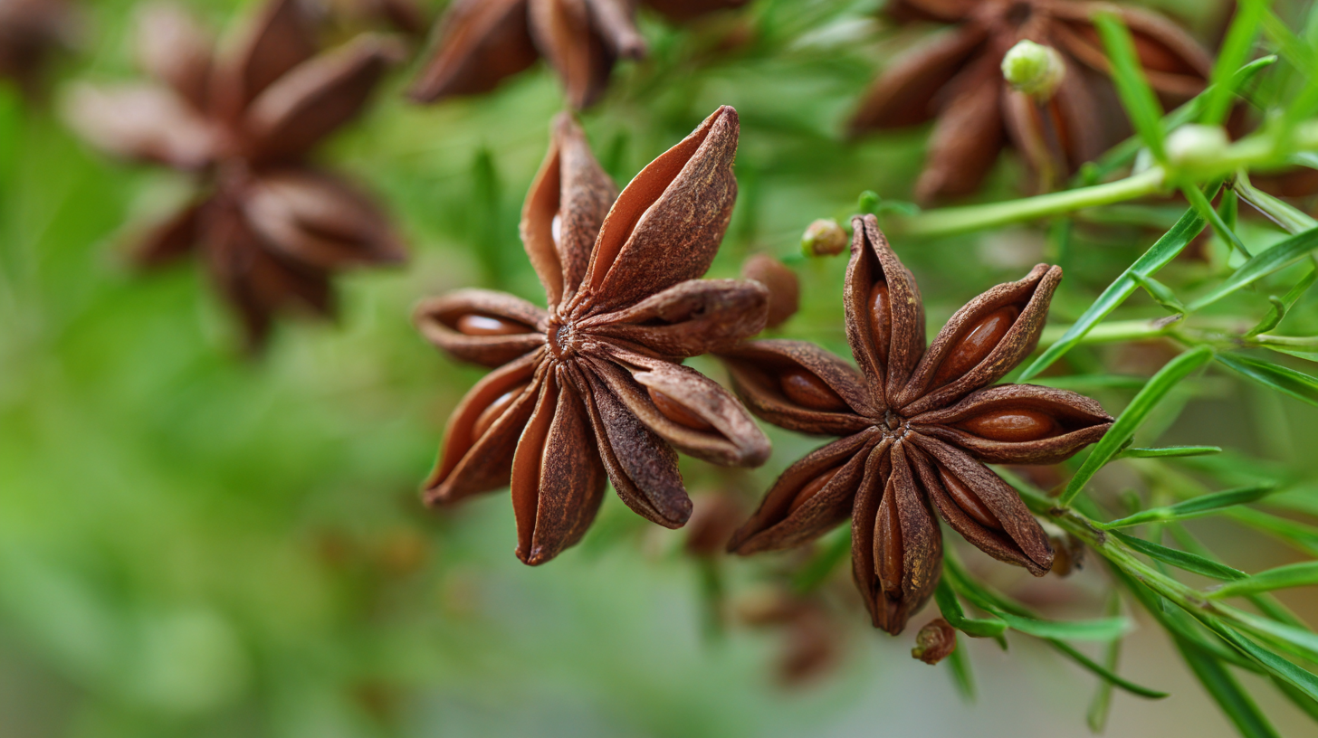 Top 5 Benefits of Anise Star: A Guide to Its Unique Flavor and Health Boosts
