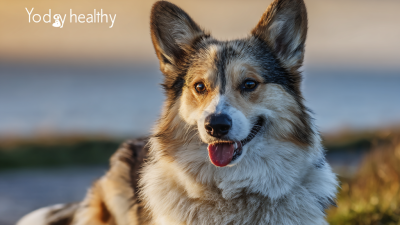 Top 10 Healthy Dog Foods for Your Furry Friend's Wellbeing