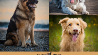 How to Choose the Best Dog Chew Tail for Your Pet's Health and Fun