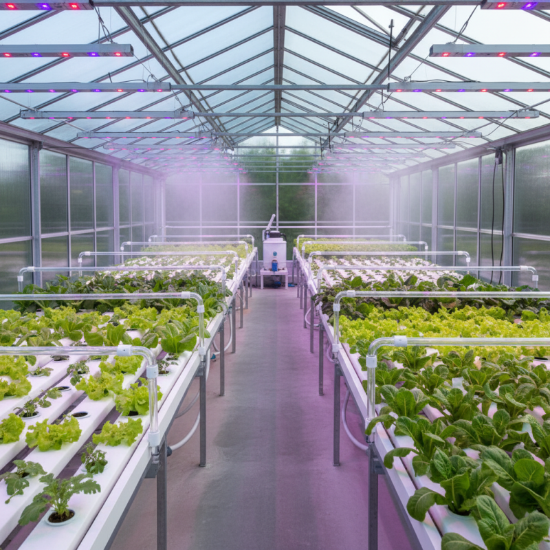 Top 10 Benefits of Hydroponic Greenhouses for Home Gardening Success
