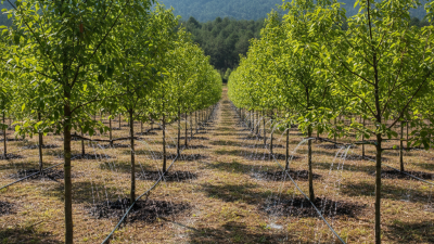 Why is Tree Drip Irrigation Important for Sustainable Forestry?