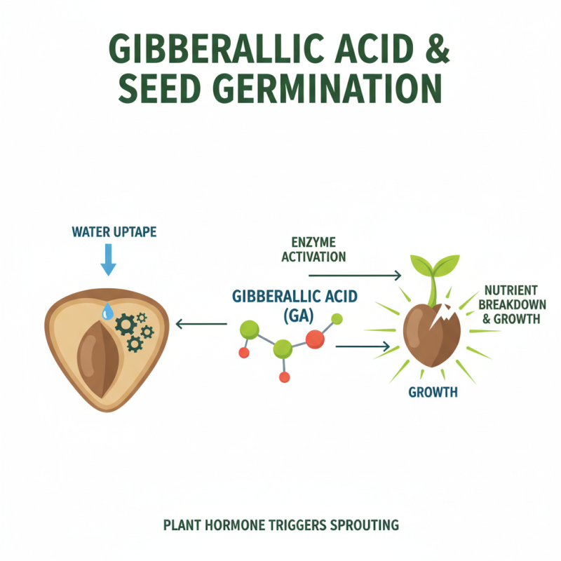 What is the Effect of Gibberellic Acid on Plant Growth?