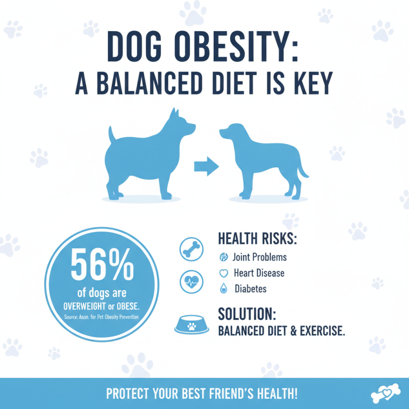 Why Is Dog Nutrition Essential for Your Pet's Health and Wellbeing?