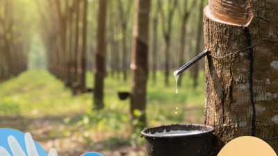 What is Latex Rubber Raw Material and Its Applications?