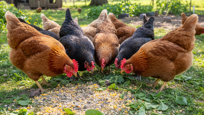 2026 Best Poultry Nutrition Tips for Healthier Chickens?
