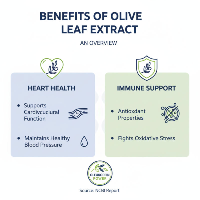 What Are the Benefits of Olive Leaf Extract for Health?