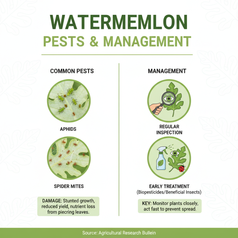 How to Grow Watermelon Seeds for a Bountiful Harvest?