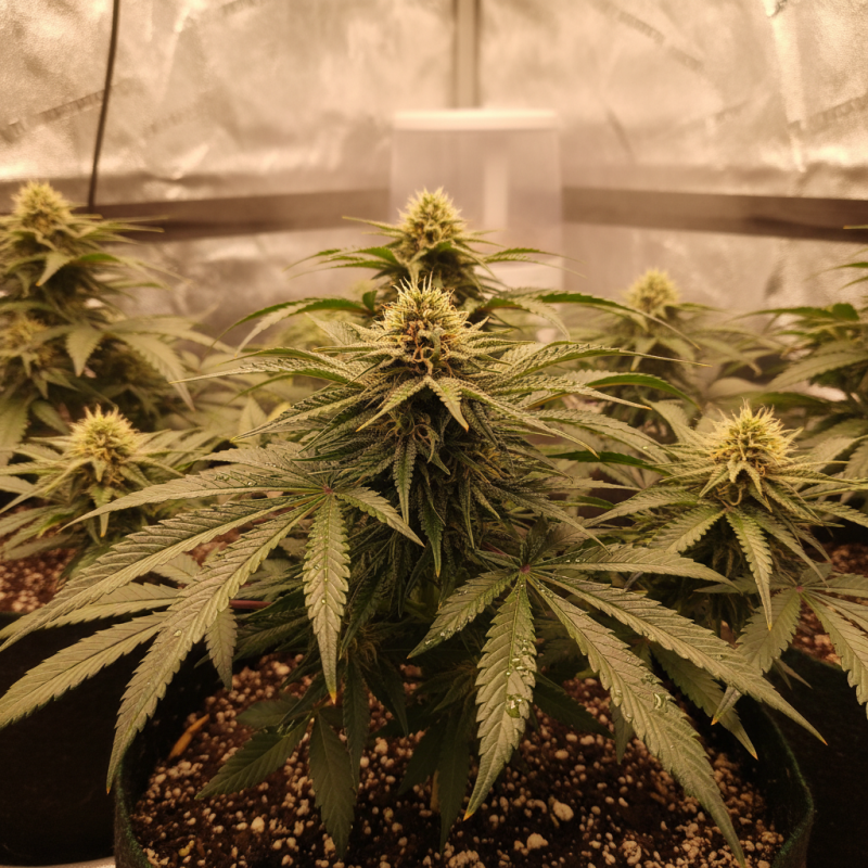 What is the Best Way to Grow Cannabis Successfully?