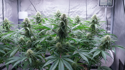 Best Tips for Growing Cannabis at Home Easily